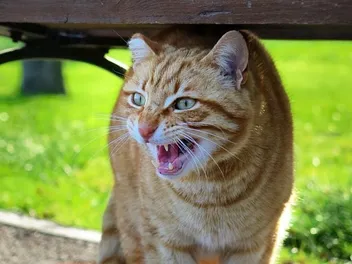 Caterwauling: What Is It & Why Do Cats Do It? 5 Vet-Reviewed Reasons for This Behavior