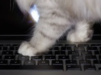 My Cat Walked on My Keyboard & Broke Something, What's Wrong?