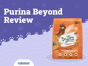 Purina Beyond Cat Food Review in 2026: Recalls, Pros & Cons