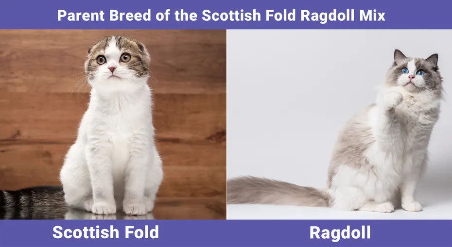 Parent Breed of the Scottish Fold Ragdoll Mix