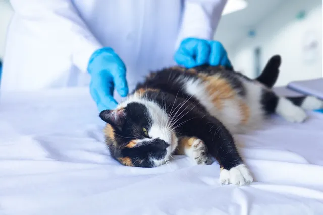 Kidney Failure in Cats: Vet-Reviewed Facts & When to Euthanize