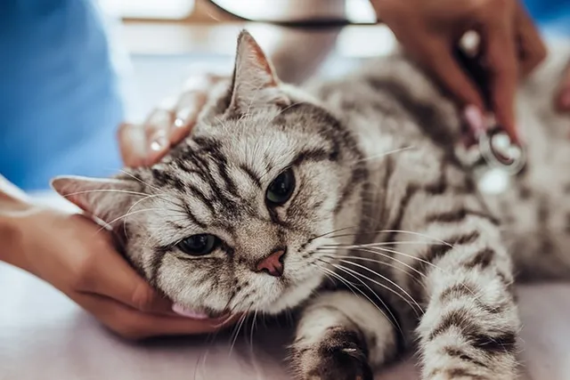 Cat Strokes: Signs, Causes, Diagnosis, Care & FAQ (Vet Answer)