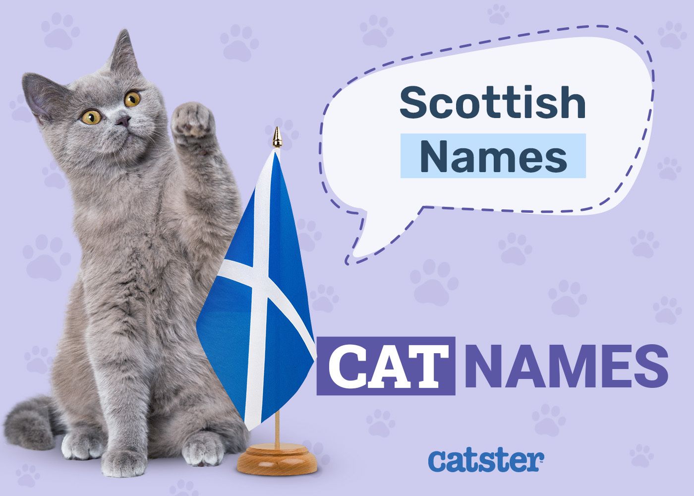 240 Scottish Cat Names To Get You Inspired (2026 Update)