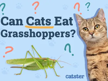 Can Cats Eat Grasshoppers? Vet-Approved Nutrition Facts