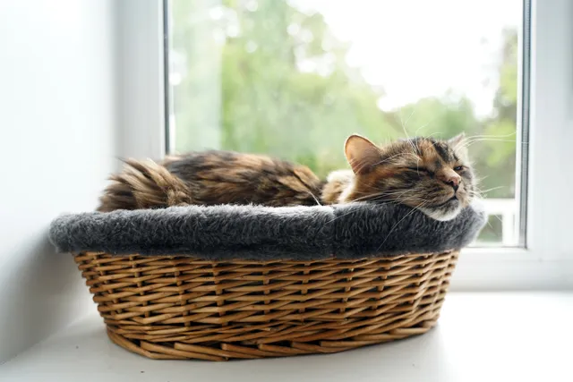 Where Do I Put My Cat's Bed? 5 Vet-Approved Ideal Spots