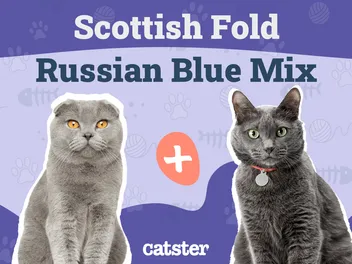 Scottish Fold Russian Blue Cat Mix: Info, Pictures, Temperament & More