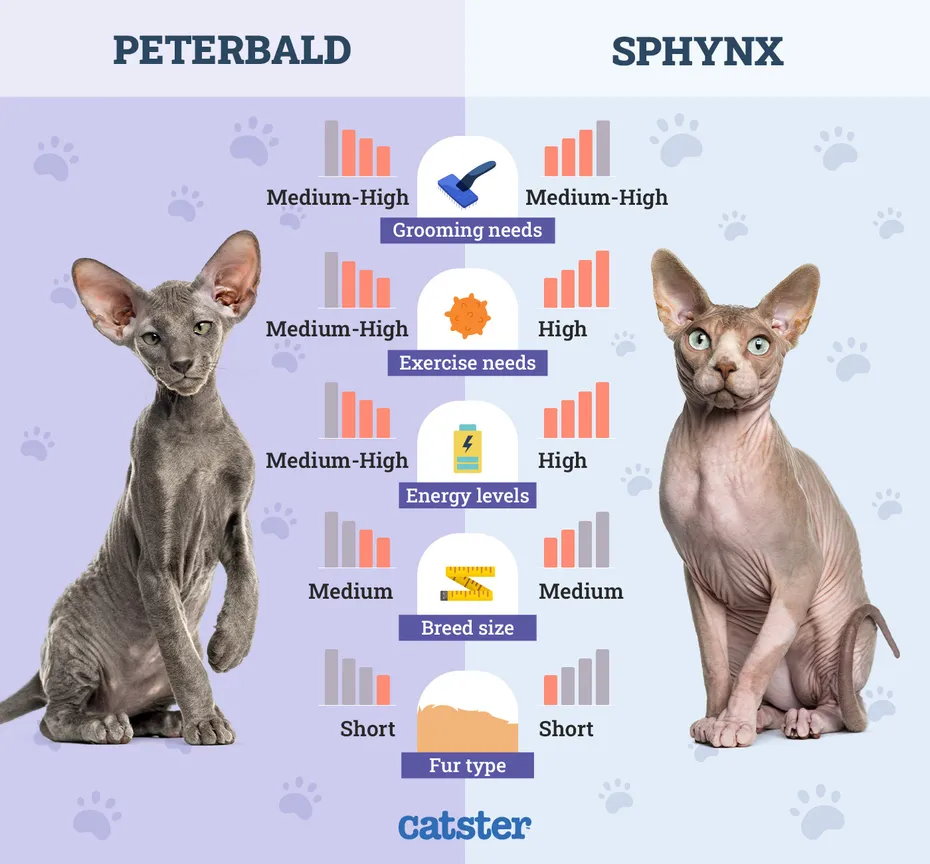 Catster_Side by Side Comparison Peterbald vs Sphynx