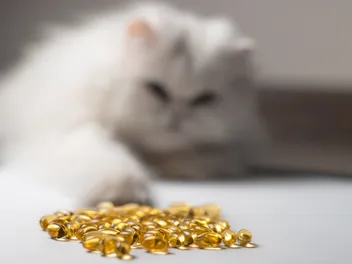 Omega 3 For Cats: Our Vet Discusses Benefits, Diet & Supplementation