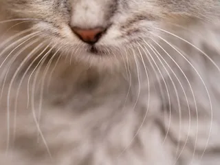 Why Are My Cats Whiskers Breaking Off? 5 Vet-Reviewed Possible Reasons
