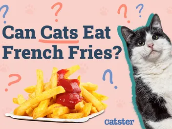 Can Cats Eat French Fries? Vet-Verified Nutritional Facts & Health Concerns