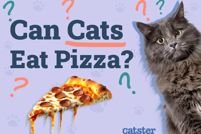 Can Cats Eat Pizza? Vet-Reviewed Nutrition & Safety Advice