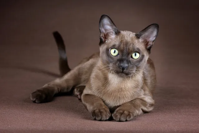 12 Vet-Verified Burmese Cat Facts That All Cat Lovers Should Know!