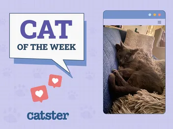Catster Photo Contest: Cats of the Week Winners (July 24, 2025)