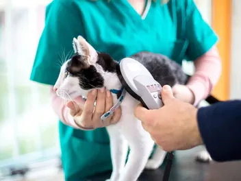 How to Tell if a Cat Is Microchipped: 4 Vet Approved Signs to Look For