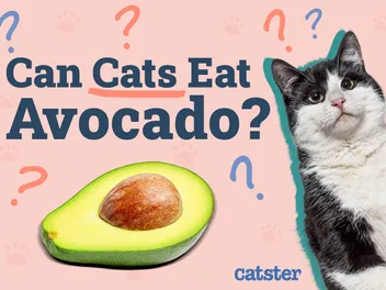 Can Cats Eat Avocado? Vet-Verified Health Concerns & FAQ