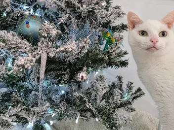 Have Yourself a Furry Little Christmas: Dr. Karyn Gift Wraps Her Cats