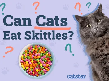 Can Cats Eat Skittles? Vet-Verified Nutritional Facts & Risks