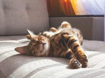 Kitty Horoscope: October Belongs to the Lovely Libra Cat