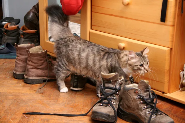 Why Is My Cat Peeing on My Clothes? Tips to Stop It (Vet Answer)