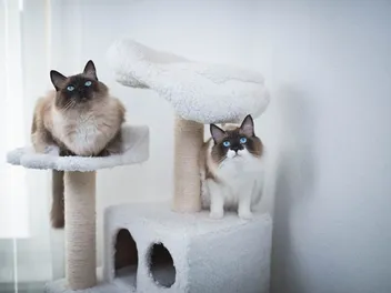 10 Best Cat Trees for Ragdolls (2026) — Reviews & Top Picks