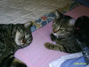 How to Stop Your Cat Peeing in the House (Without Moving Across the Country)