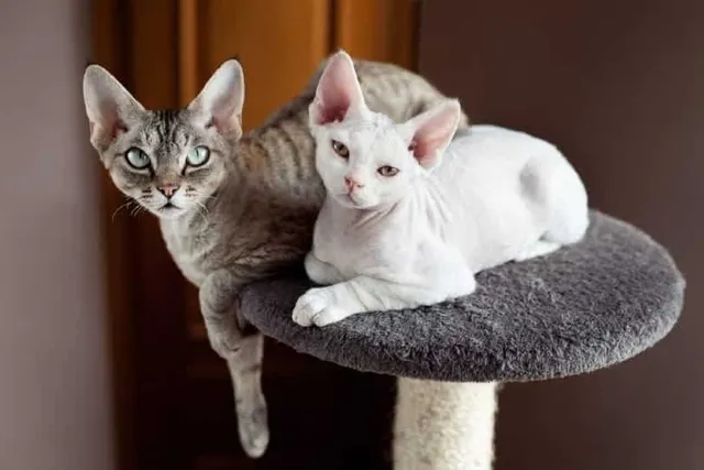 11 Devon Rex Colors (Common & Unique Varieties)