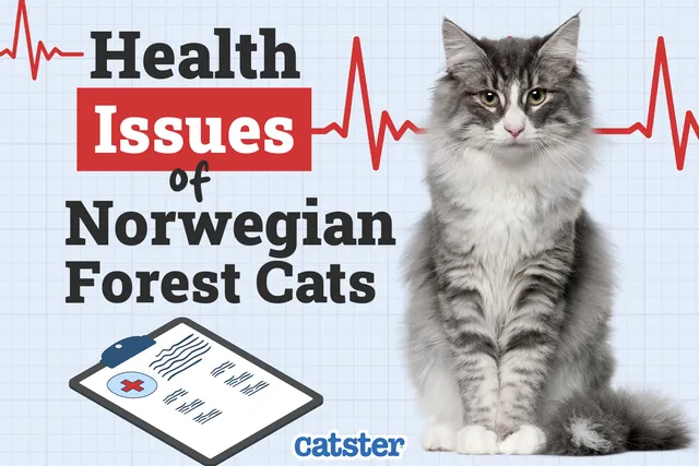 Norwegian Forest Cat Health Problems: 3 Vet-Reviewed Issues