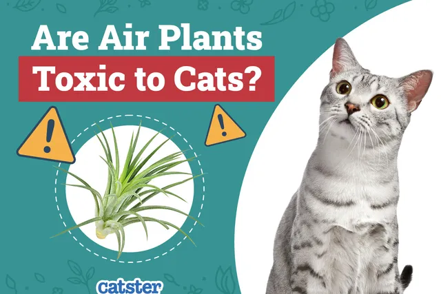 Are Air Plants Toxic to Cats? Vet-Reviewed Houseplants