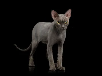Grey Sphynx Cat: Info, Pictures, Care & Traits