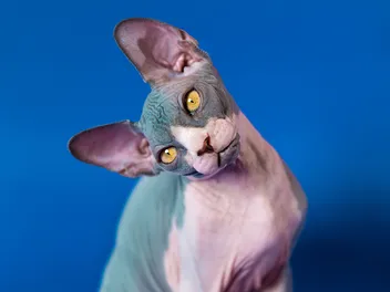 Why Does My Cat Keep Shaking Their Head? 8 Vet Approved Reasons
