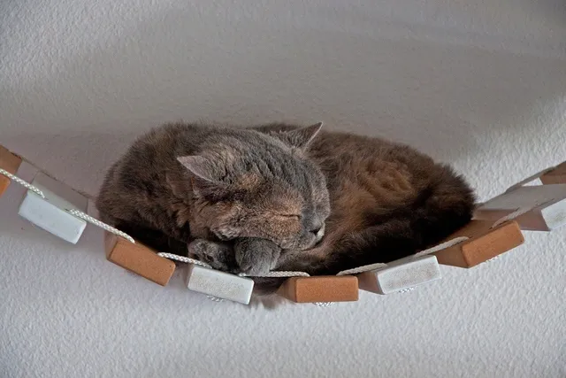 4 DIY Cat Bridges You Can Build Today (With Pictures)