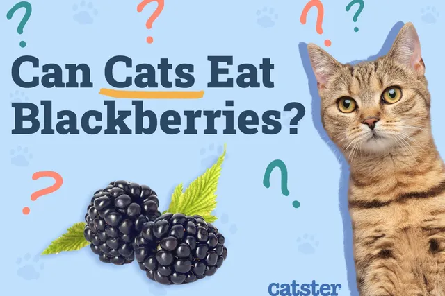Can Cats Eat Blackberries? Vet-Reviewed Facts & Safety Information