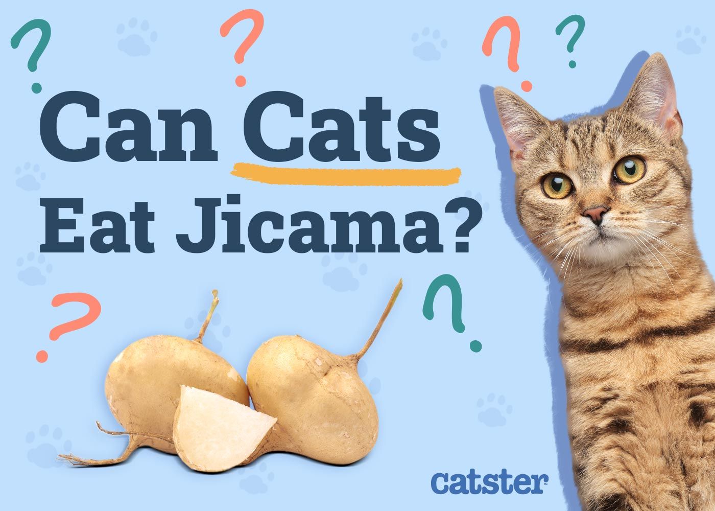 Can Cats Eat Jicama