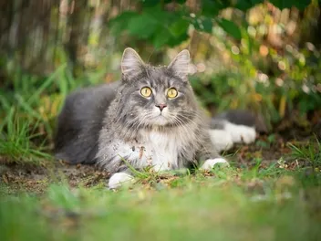 6 Best Scratching Posts for Maine Coon Cats in 2026 - Reviews & Top Picks