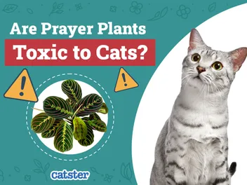 Are Prayer Plants Toxic to Cats? Vet-Reviewed Houseplants Examined