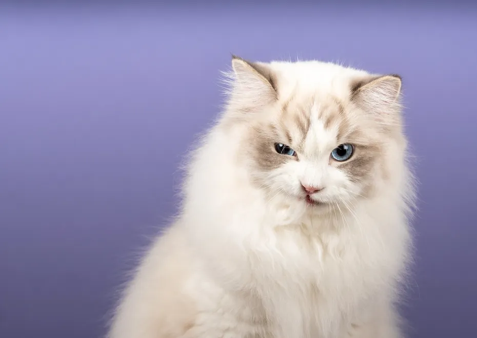 Cream lynx point Ragdoll cat