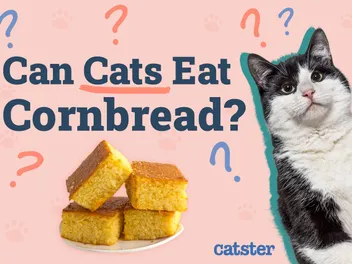 Can Cats Eat Cornbread? Health Facts & FAQ