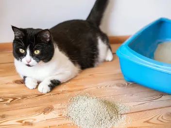 9 Best Cat Litters for Picky Cats in 2026 - Reviews & Top Picks