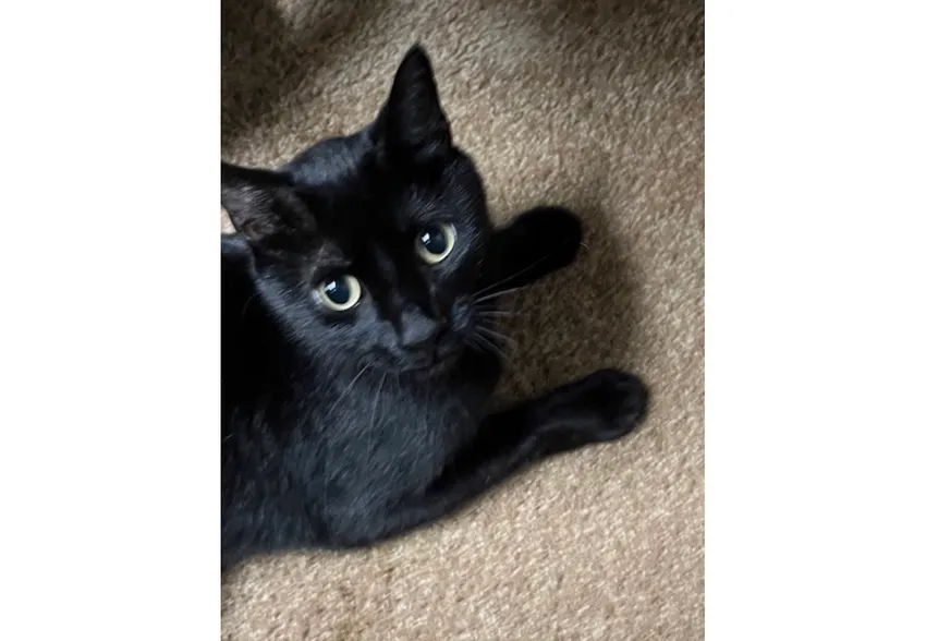Pepper has the keen eyes of a dedicated scientist