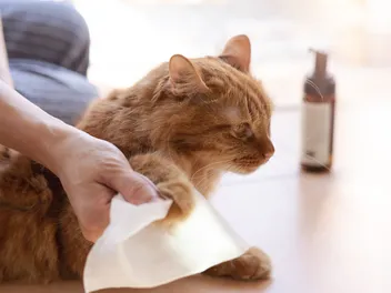 9 Best Cat Wipes for Baths & Cleaning in 2026 - Reviews & Top Picks (Vet-Reviewed)