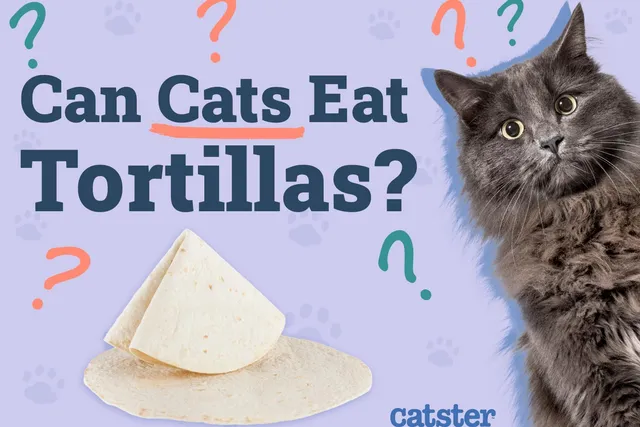 Can Cats Eat Tortillas? Vet-Reviewed Diet Facts & FAQ
