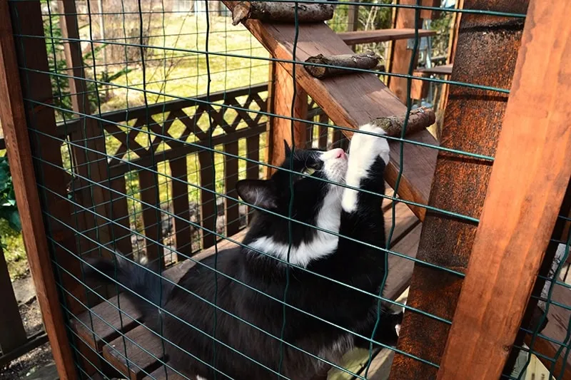 black and white cat playing inside the catio
