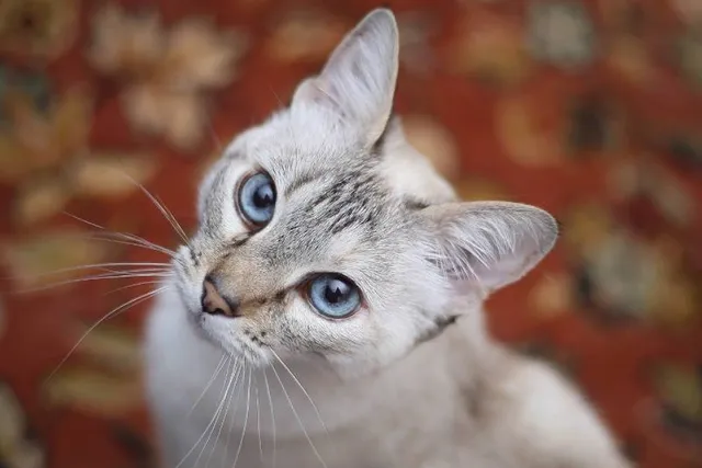 How to Keep Your Cat’s Eyes Healthy: Vet-Approved Guide