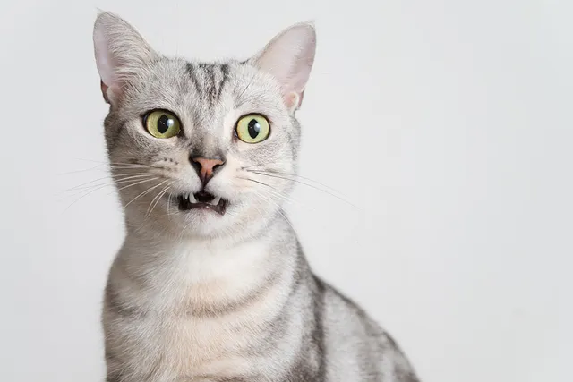24 Medium-Sized Cat Breeds: Info, Pictures, Characteristics & Facts