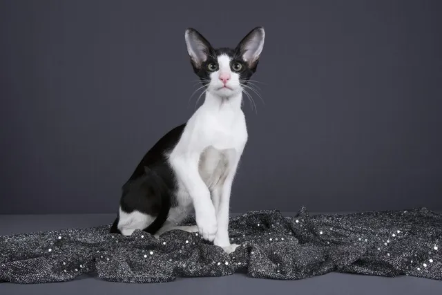 Oriental Bicolor Breed Info: Pictures, Facts & Traits