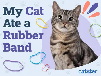 My Cat Ate a Rubber Band: Here’s What to Do (Vet Answer)