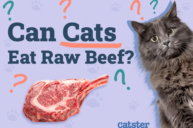 Can Cats Eat Raw Beef? Vet-Verified Nutritional Facts & FAQ