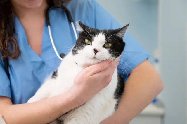 How to Care for a Cat with FIV: 8 Vet-Verified Tips for Better Feline Care