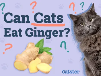 Can Cats Eat Ginger? Vet-Approved Nutritional Info & FAQ