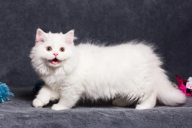 White Munchkin Cat: Info, Pictures, Facts & History